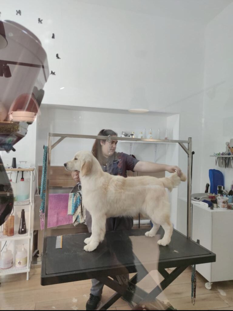TROPHEUS CARSAN MILOWY KROK